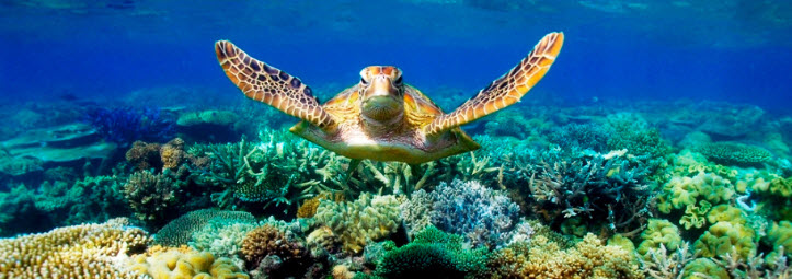 Great Barrier Reef Australian turtle