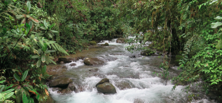 New article about Rights of Nature in Ecuador in The Ecologist